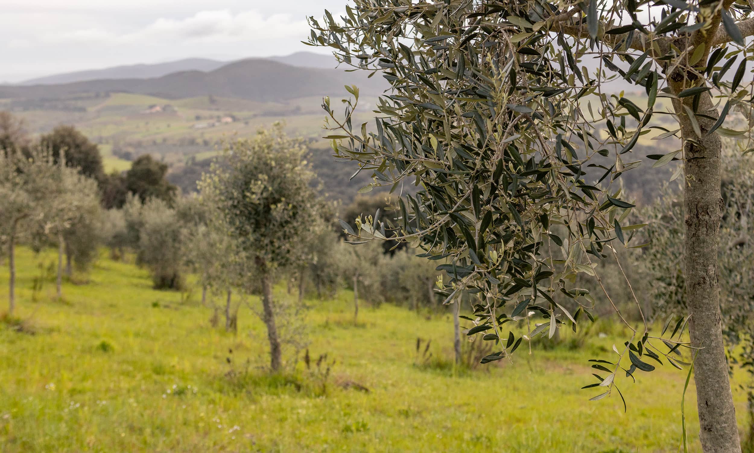 Casale Oleo Pic_0001_42