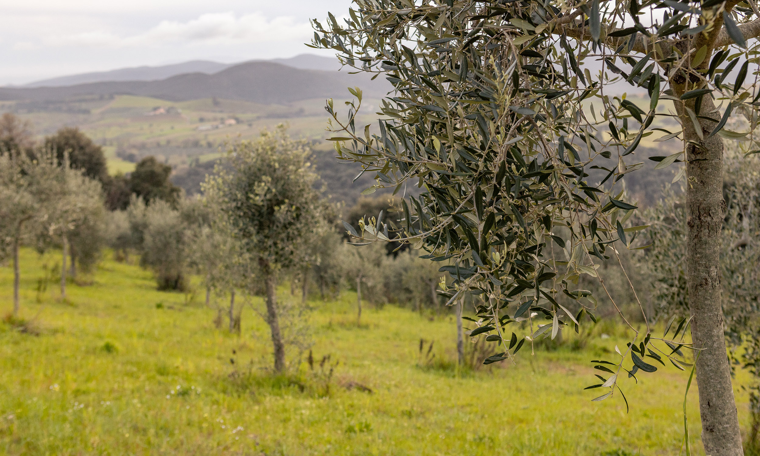 Casale-Oleo - _0000_2U2A0758 (2)